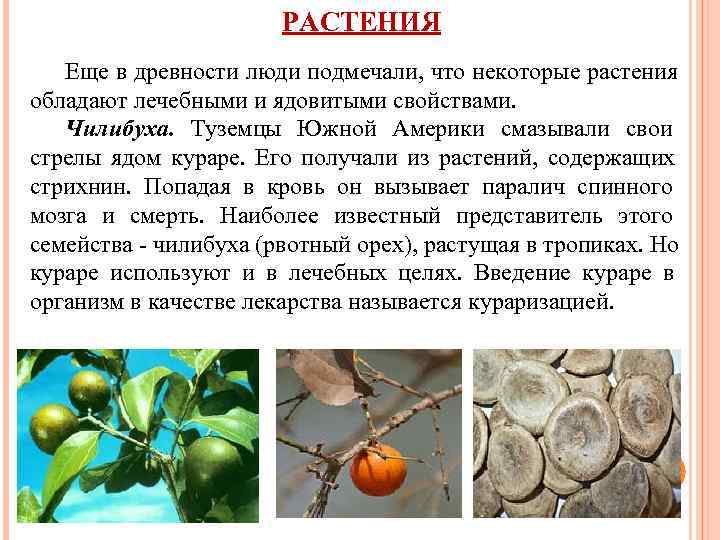     РАСТЕНИЯ  Еще в древности люди подмечали, что некоторые растения