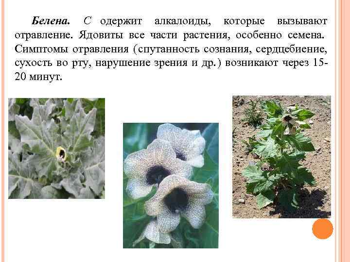  Белена. С одержит алкалоиды, которые вызывают отравление. Ядовиты все части растения, особенно