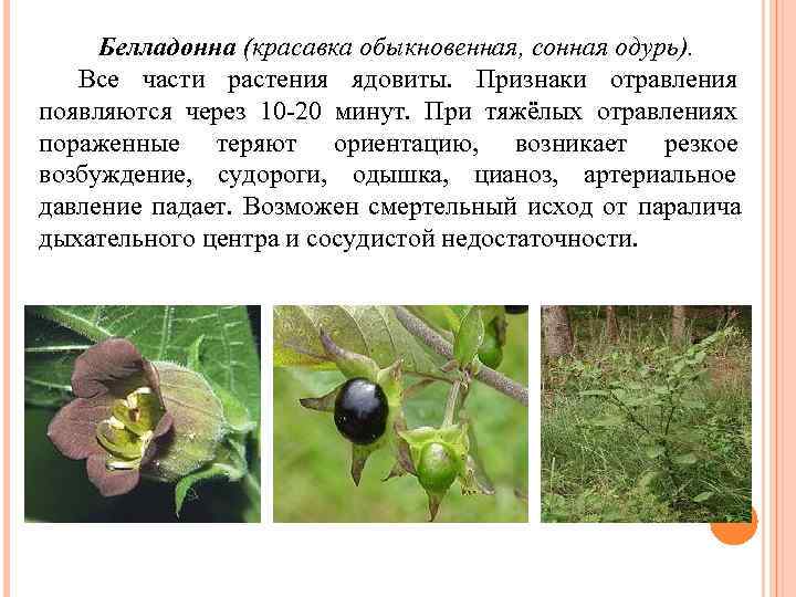  Белладонна (красавка обыкновенная, сонная одурь). Все части растения ядовиты. Признаки отравления появляются через