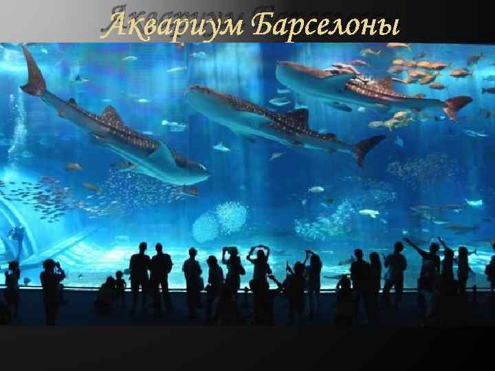 Аквариум Барселоны 