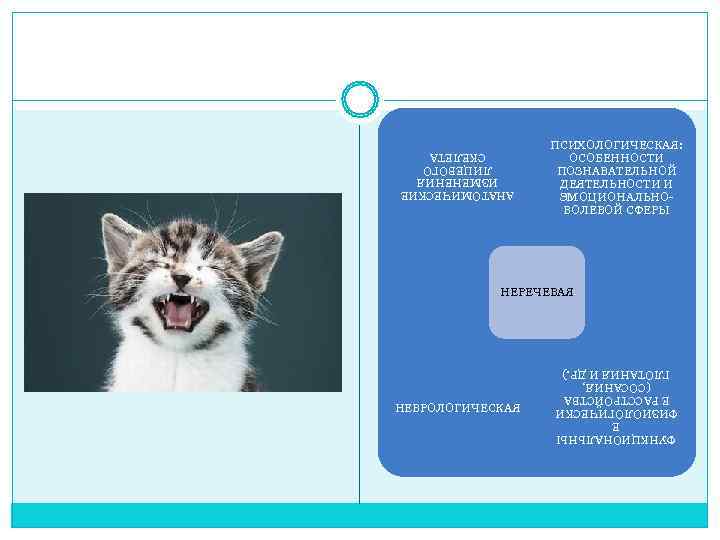    ПСИХОЛОГИЧЕСКАЯ:    ОСОБЕННОСТИ СКЕЛЕТА    ПОЗНАВАТЕЛЬНОЙ ЛИЦЕВОГО