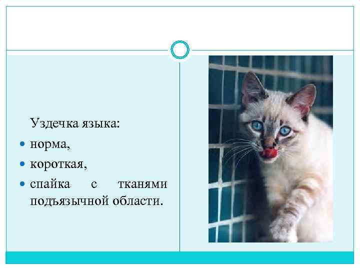  Уздечка языка:  норма, короткая, спайка с тканями  подъязычной области. 