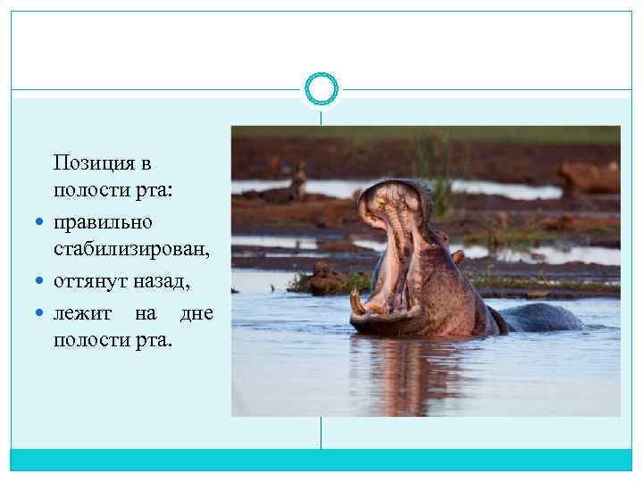  Позиция в  полости рта:  правильно  стабилизирован,  оттянут назад, лежит