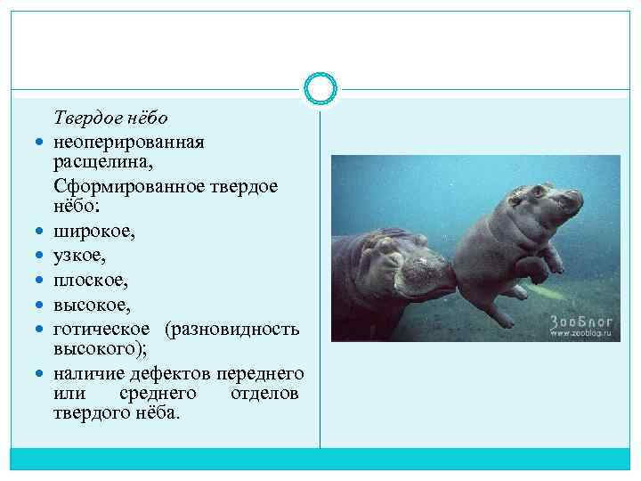   Твердое нёбо неоперированная расщелина, Сформированное твердое нёбо: широкое,  узкое,  плоское,