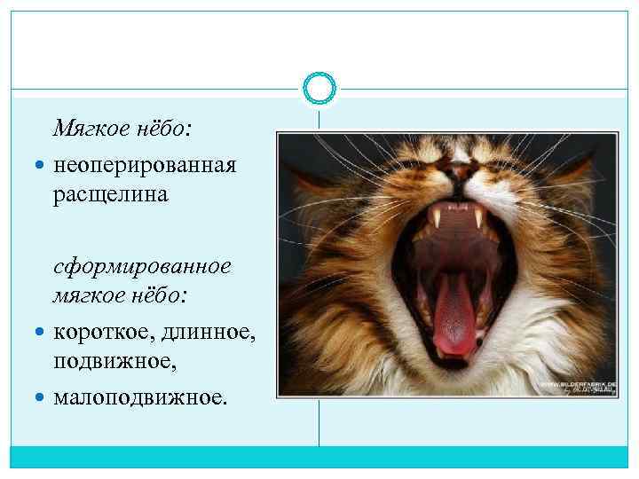  Мягкое нёбо:  неоперированная  расщелина  сформированное  мягкое нёбо:  короткое,