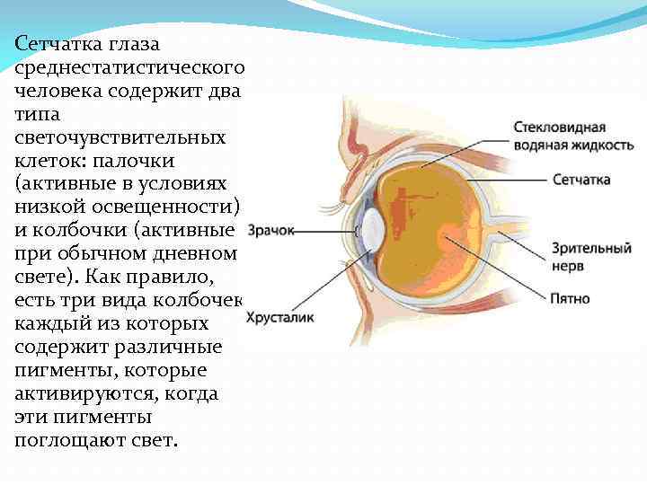 Какой цифрой обозначена сетчатка глаза. Строение глаза при дальтонизме. Дальтонизм строение глаза. Строение глаза дальтоника. Дальтонизм сетчатка.