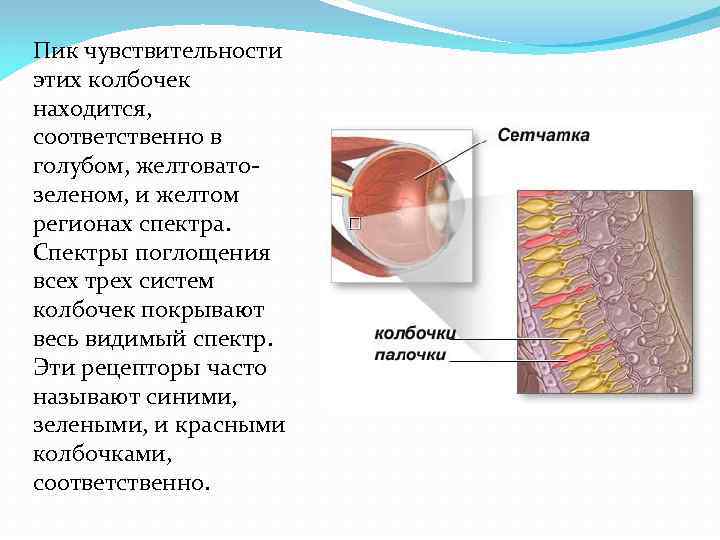 Пик чувствительности этих колбочек находится, соответственно в голубом, желтовато- зеленом, и желтом регионах спектра.