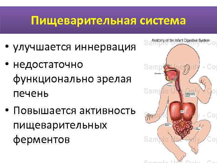  Пищеварительная система  • улучшается иннервация  • недостаточно    функционально
