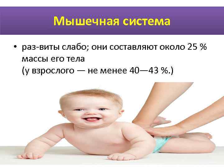    Мышечная система • раз виты слабо; они составляют около 25 %