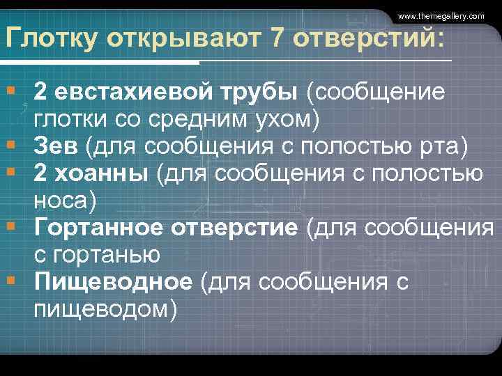       www. themegallery. com  Глотку открывают 7 отверстий: