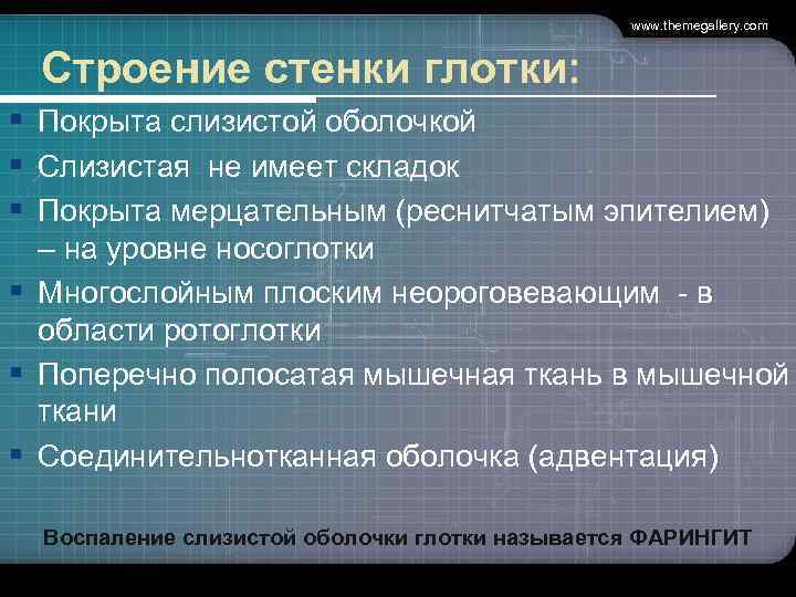     www. themegallery. com Строение стенки глотки: § Покрыта слизистой оболочкой