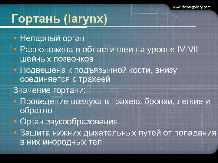       www. themegallery. com  Гортань (larynx) § Непарный