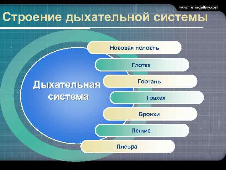     www. themegallery. com  Строение дыхательной системы   