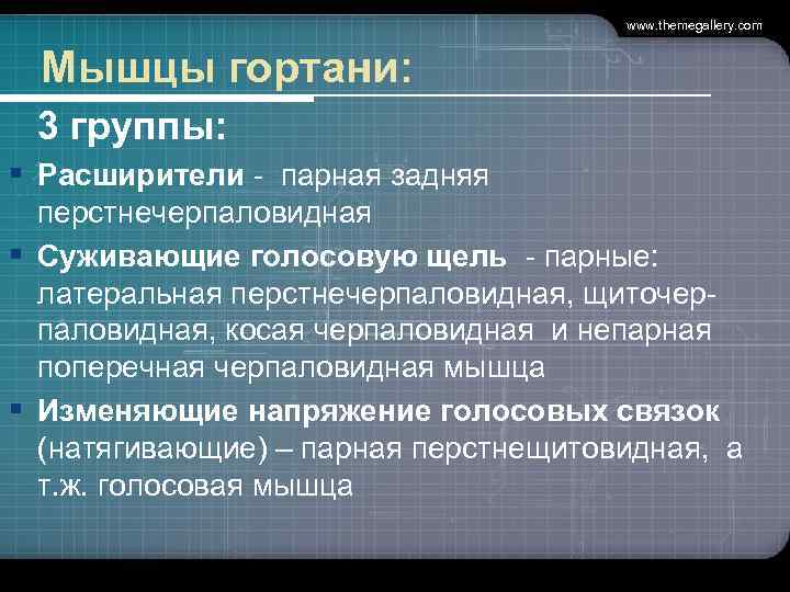       www. themegallery. com Мышцы гортани:  3