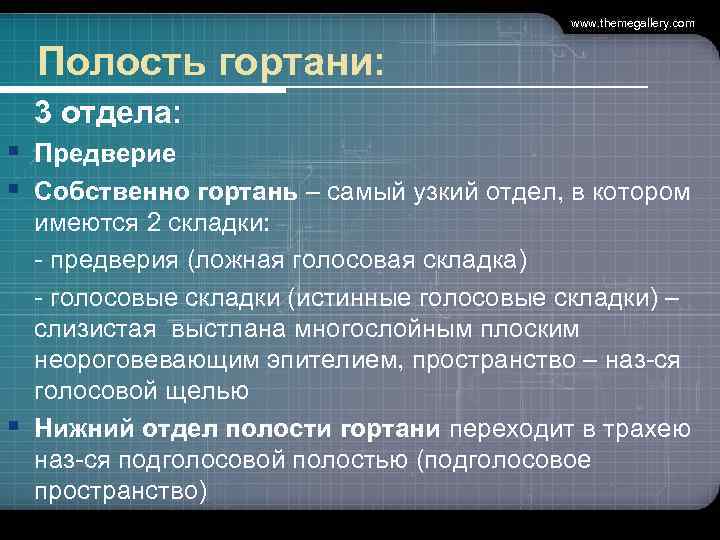        www. themegallery. com Полость гортани:  3