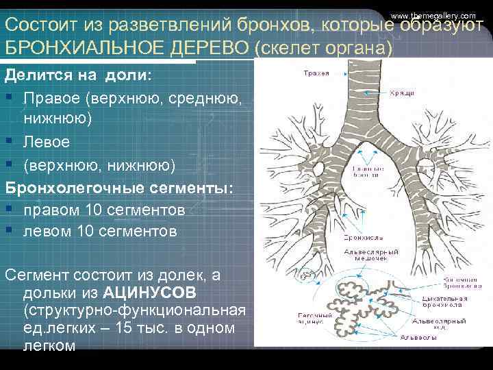     www. themegallery. com Состоит из разветвлений бронхов, которые образуют БРОНХИАЛЬНОЕ