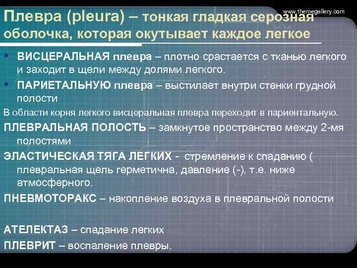 Плевра (pleura) – тонкая гладкая серозная   www. themegallery. com  оболочка, которая