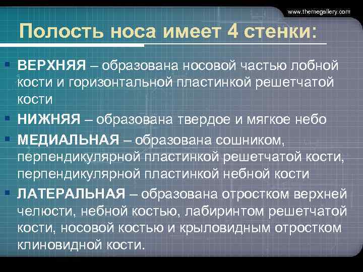        www. themegallery. com Полость носа имеет 4