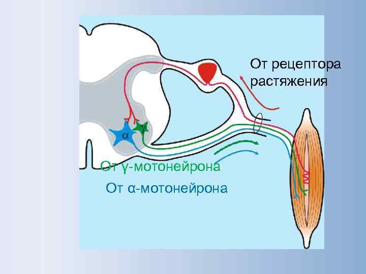     От рецептора    растяжения От γ-мотонейрона От α-мотонейрона