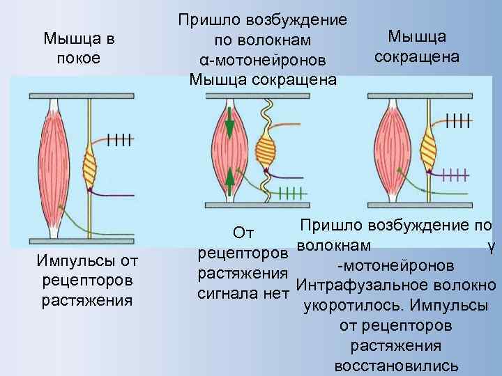    Пришло возбуждение Мышца в  по волокнам   Мышца покое