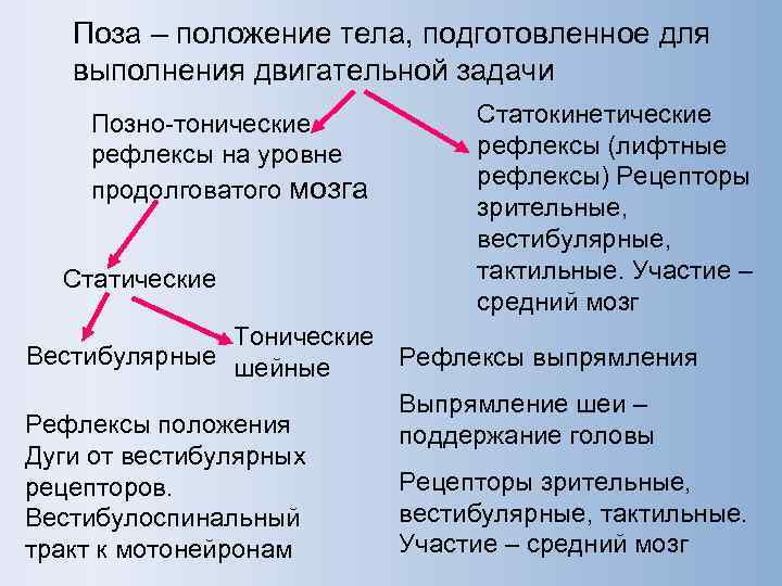   Поза – положение тела, подготовленное для  выполнения двигательной задачи Позно-тонические 