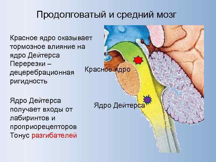 В продолговатом мозге расположены ядра. Ядро Дейтерса. Вестибулярное ядро Дейтерса. Ядро Дейтерса среднего мозга. Ядро Дейтерса физиология.