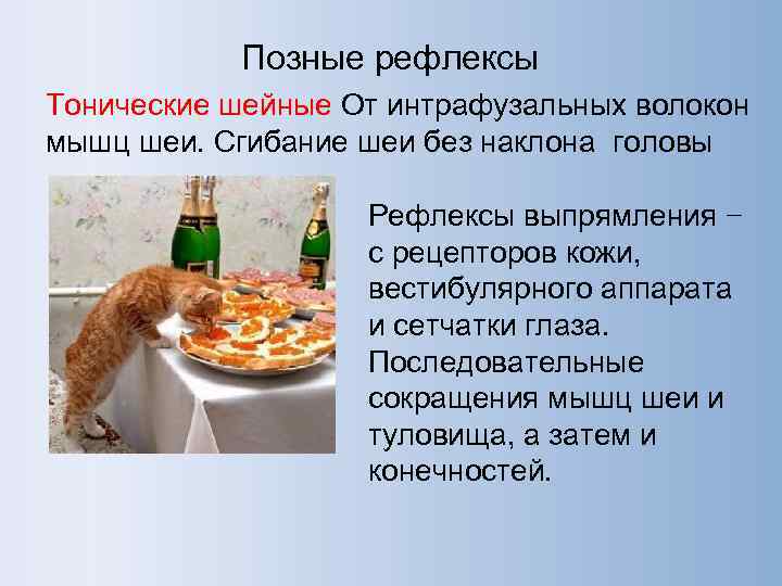   Позные рефлексы Тонические шейные От интрафузальных волокон мышц шеи. Сгибание шеи без