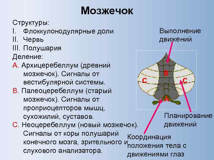 Общий план строения мозжечка