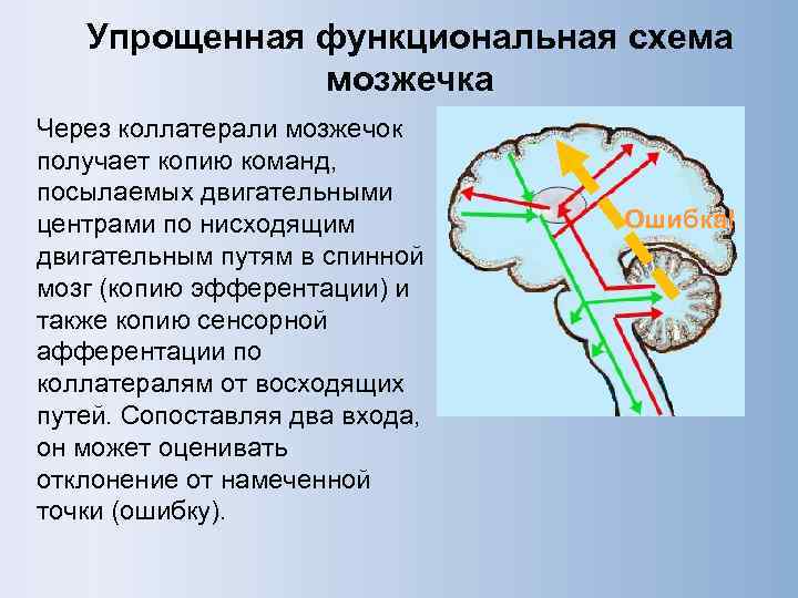   Упрощенная функциональная схема    мозжечка Через коллатерали мозжечок получает копию