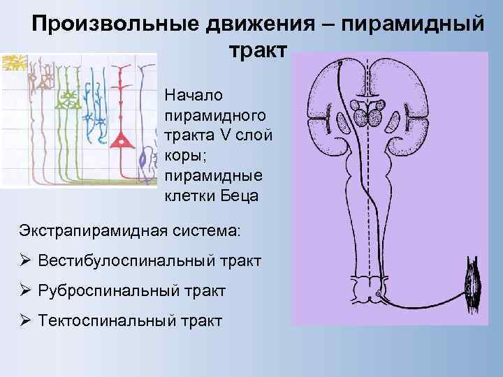  Произвольные движения – пирамидный   тракт   Начало   пирамидного