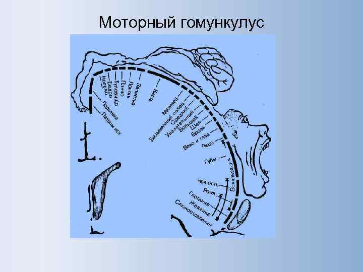 Моторный гомункулус 