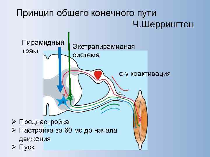  Принцип общего конечного пути     Ч. Шеррингтон  Пирамидный 