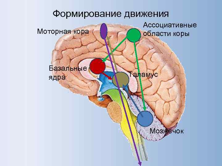 Физиология движений презентация