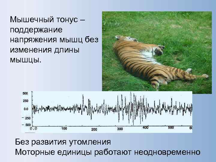 Мышечный тонус – поддержание напряжения мышц без изменения длины мышцы.  Без развития утомления