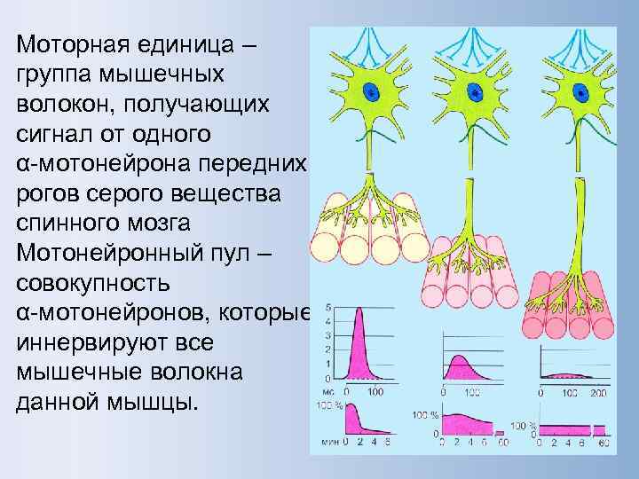 Моторная единица – группа мышечных волокон, получающих сигнал от одного α-мотонейрона передних рогов серого