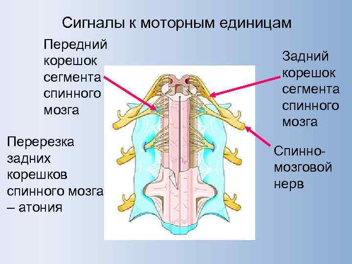   Сигналы к моторным единицам Передний корешок    Задний сегмента 