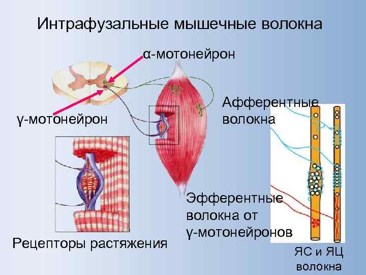   Интрафузальные мышечные волокна   α-мотонейрон     Афферентные γ-мотонейрон