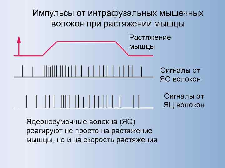  Импульсы от интрафузальных мышечных волокон при растяжении мышцы     