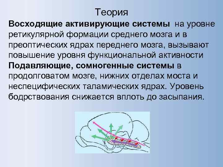    Теория Восходящие активирующие системы на уровне ретикулярной формации среднего мозга и
