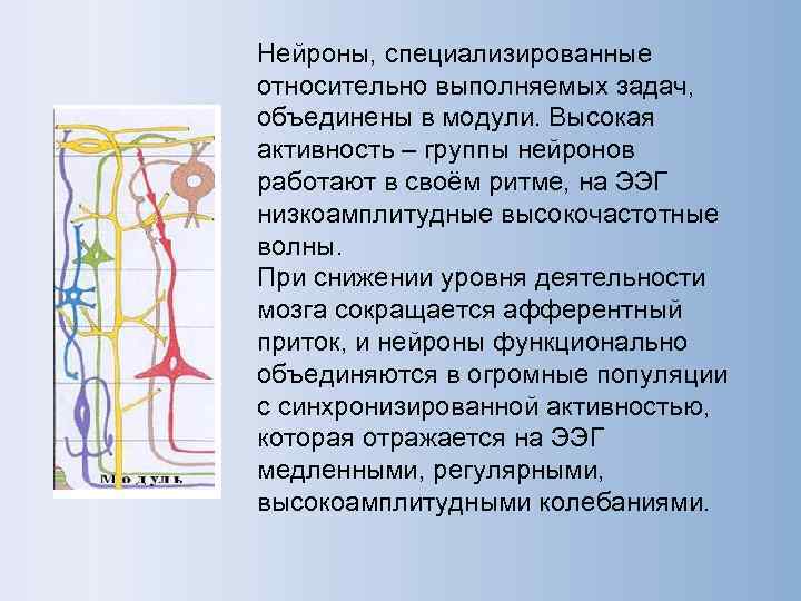 Нейроны, специализированные относительно выполняемых задач, объединены в модули. Высокая активность – группы нейронов работают