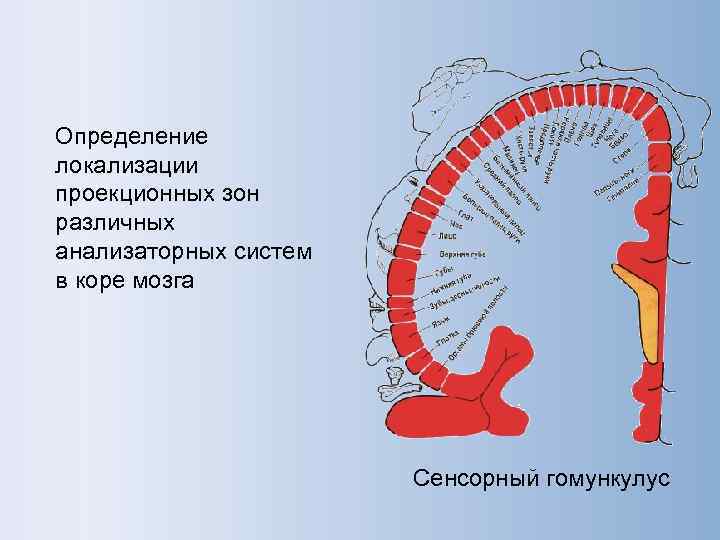 Методы исследования цнс презентация