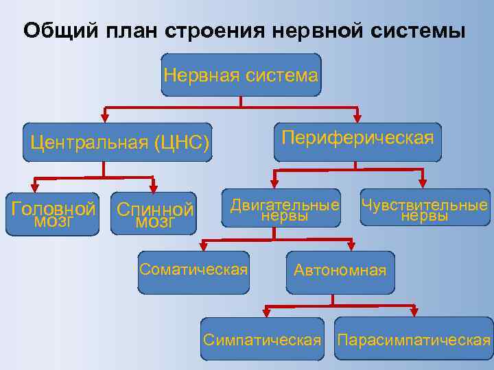 Общий план строения и отделы цнс для психологов