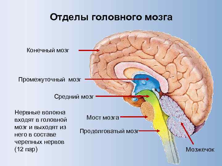 Неврология мозжечок презентация