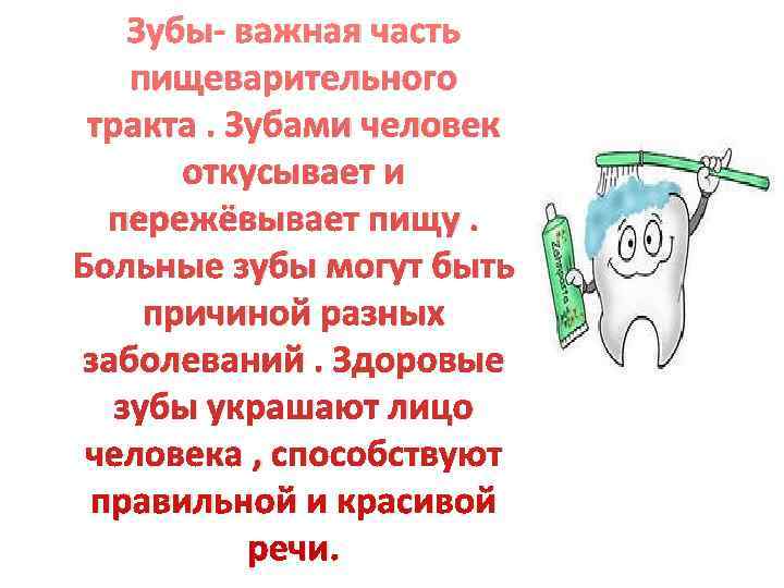   Зубы- важная часть пищеварительного тракта. Зубами человек  откусывает и  пережёвывает