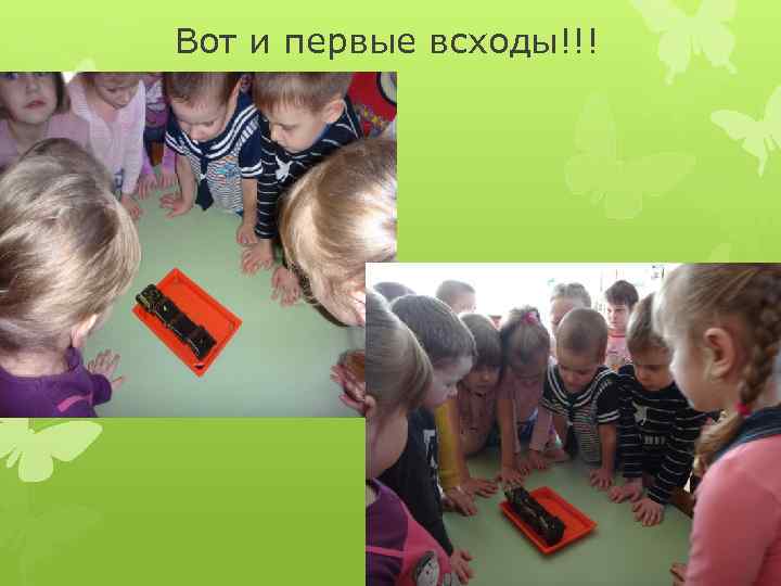 Вот и первые всходы!!! 