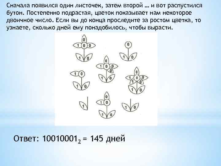 Сначала появился один листочек, затем второй … и вот распустился бутон. Постепенно подрастая, цветок