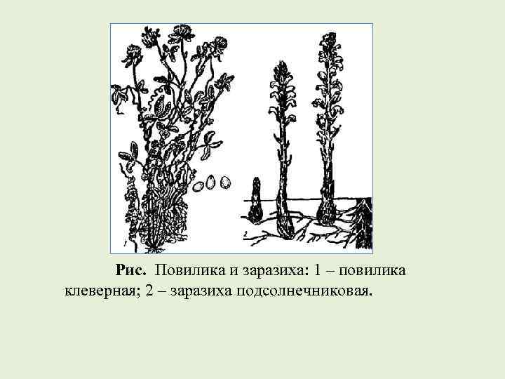  Рис.  Повилика и заразиха: 1 – повилика клеверная; 2 – заразиха подсолнечниковая.