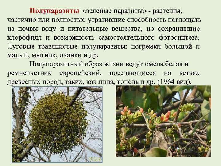   Полупаразиты  «зеленые паразиты» - растения,  частично или полностью утратившие способность