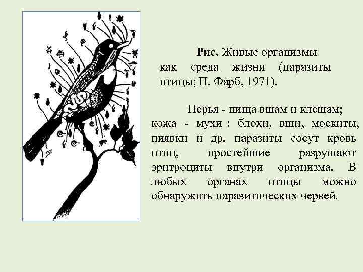  Рис. Живые организмы  как среда жизни (паразиты  птицы; П. Фарб,