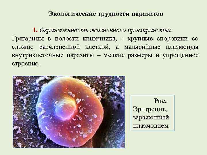   Экологические трудности паразитов  1. Ограниченность жизненного пространства. Грегарины в полости кишечника,